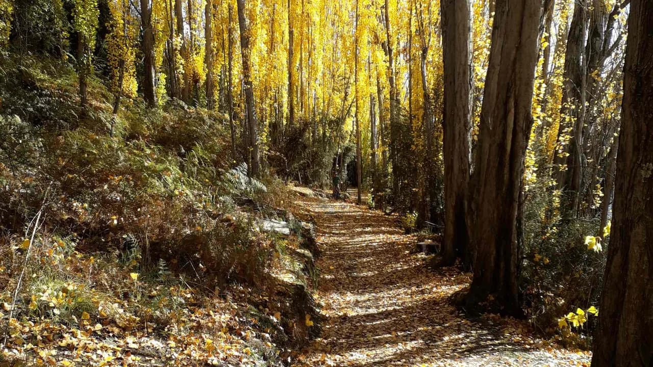 The Outlet track: Autumn-coloured trees beside the Outlet Track.