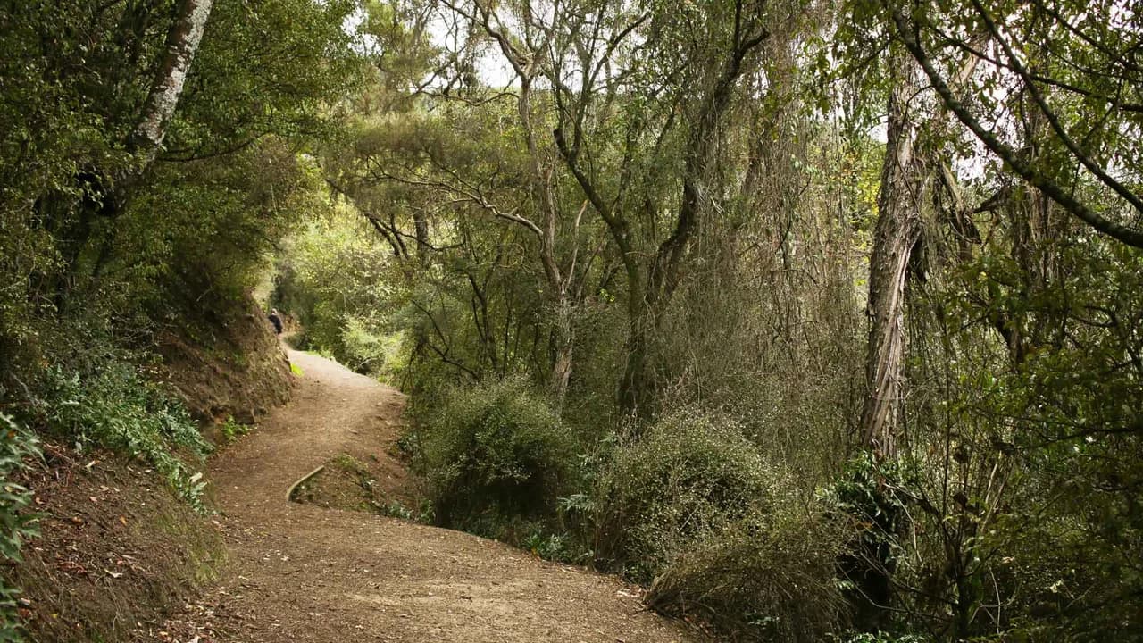 Start of Outram Glen to Lee Stream Walk: Forest path at the start of Outram Glen walk.