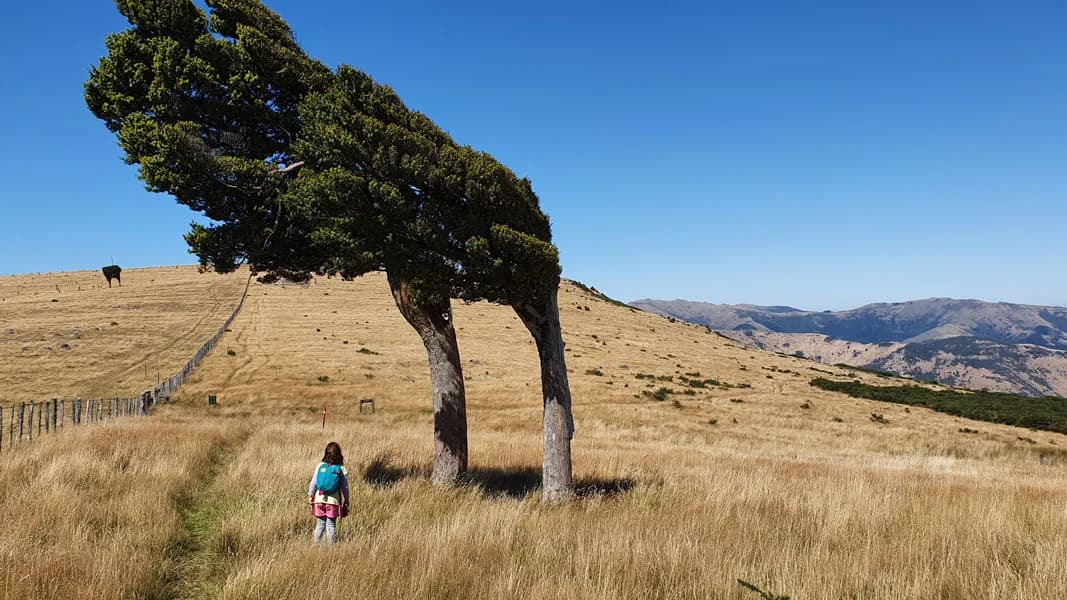 On track from Port Levy Saddle to Rod Donald Hut.: Walker on the grassy path to Rod Donald Hut.