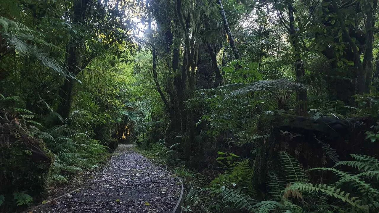 Potaema Track: Gravel Potaema Track through ferns and forest.