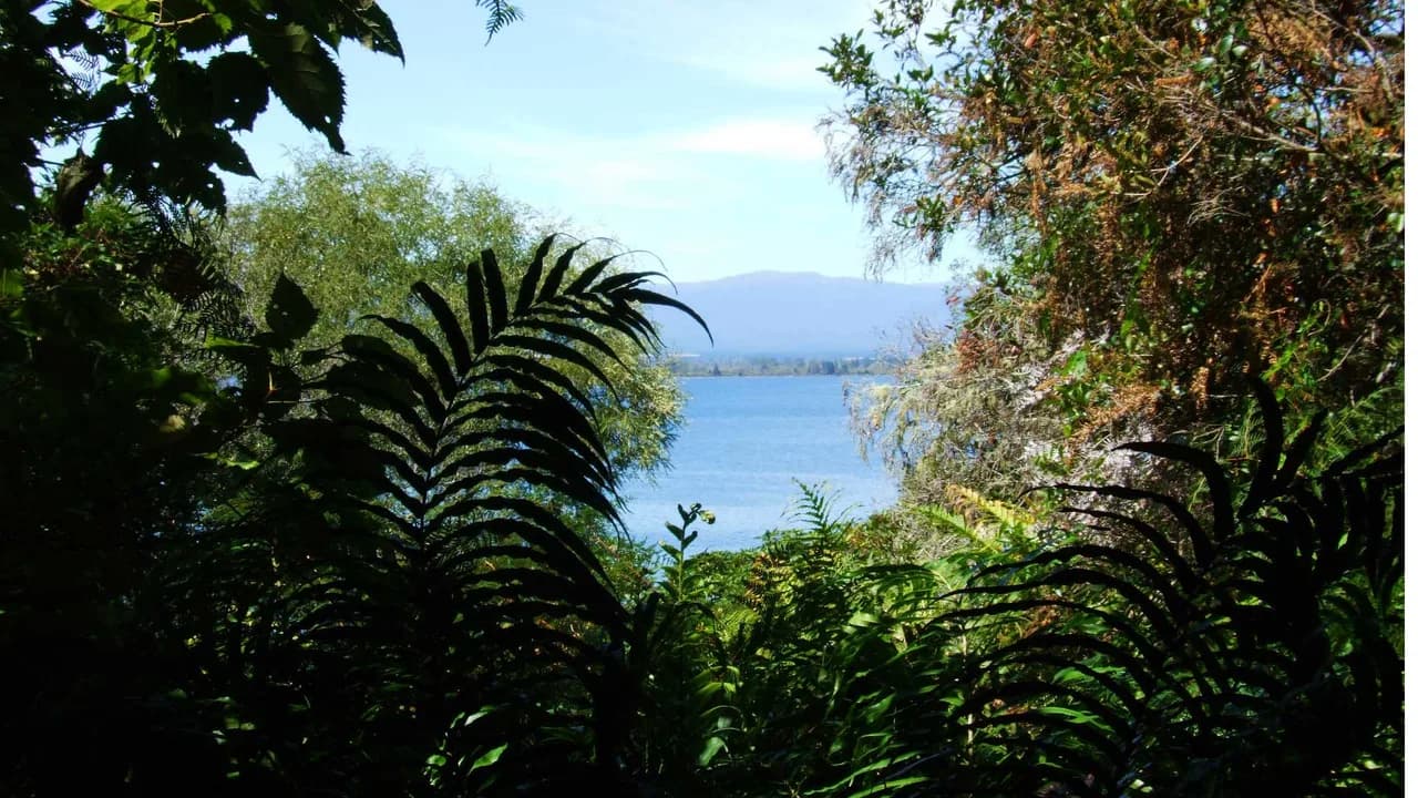 A glimpse of Lake Taupo through the native bush of Pukawa Bay.: Lake Taupo seen through Pukawa Bay bush; individual walk unconfirmed.