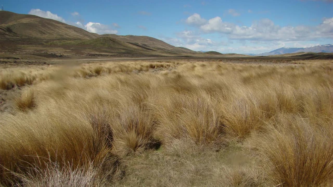Tussock along the Pylon Track: Tussock landscape along Pylon Track.
