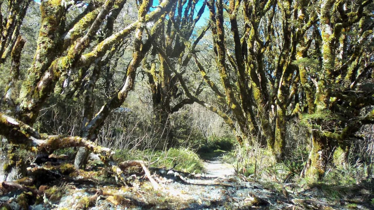 Routeburn Nature Walk: Moss-covered trees beside Routeburn Nature Walk.
