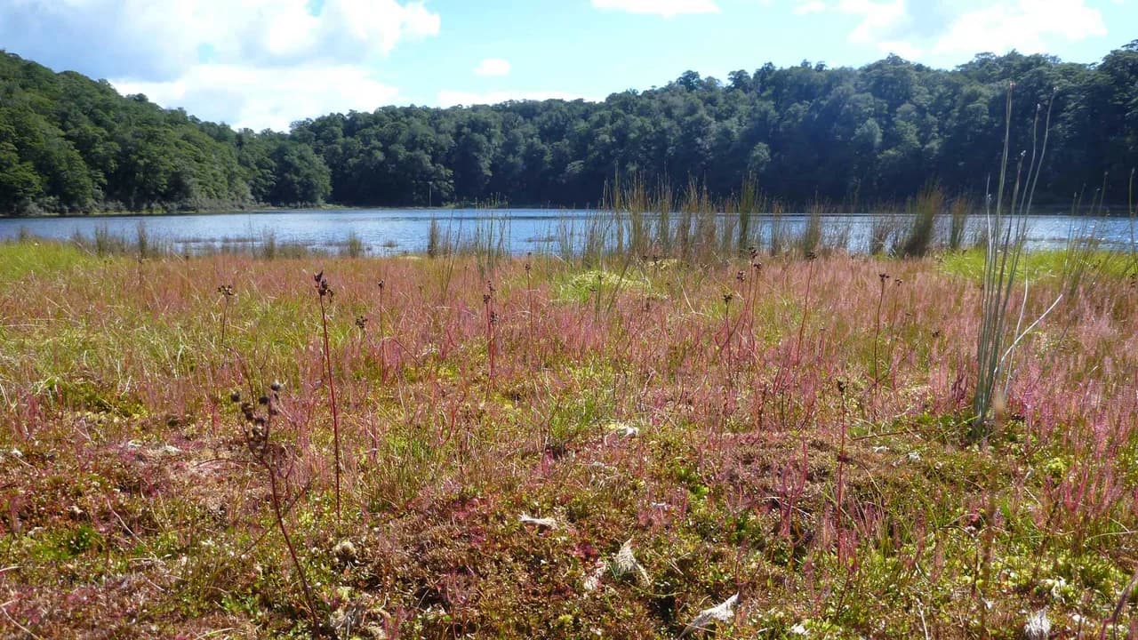 Sundews at Lake Ruapani, Ruapani Tarns: Wetland sundews and Lake Ruapani on Ruapani Circuit.