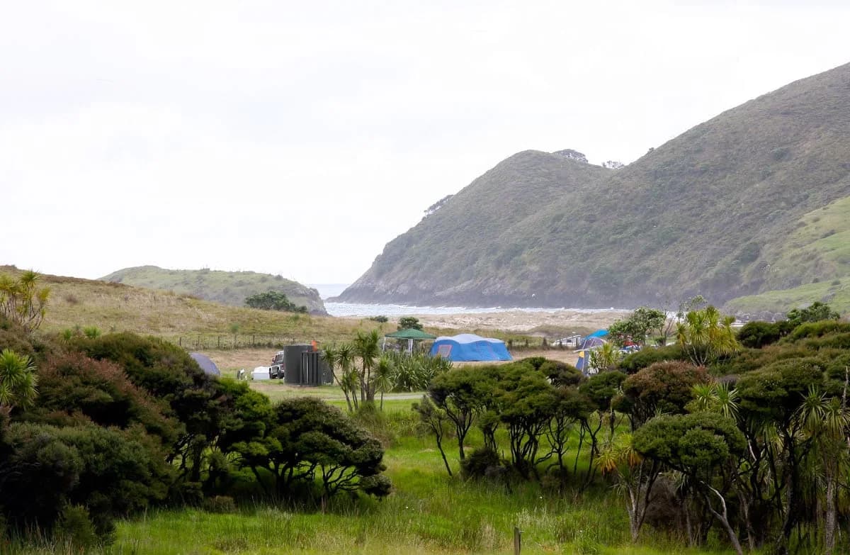 Tents and camping vehicles on grass behind coastal scrub at Kapowairua Spirits Bay Campsite.