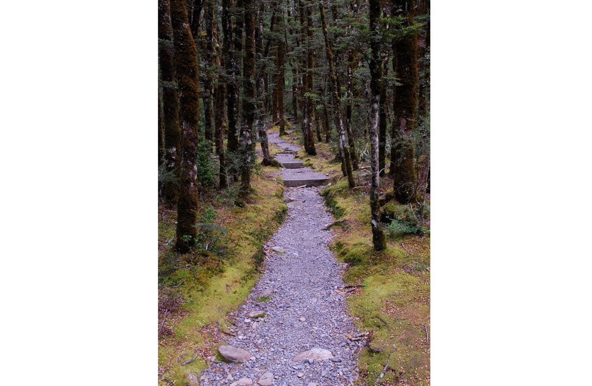 Bridal Veil track, Arthur’s Pass.