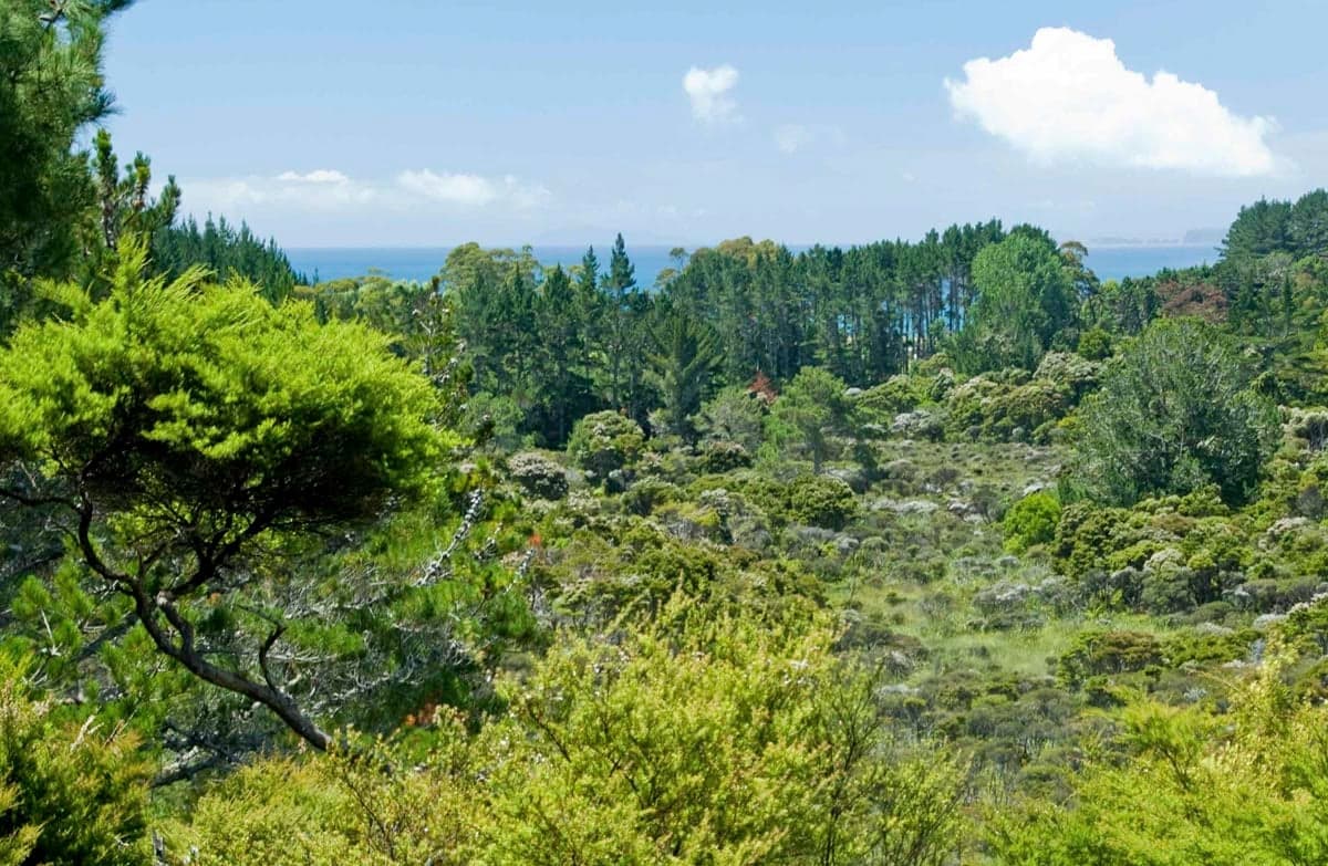 Wetland view on the Rings Beach Loop Track.