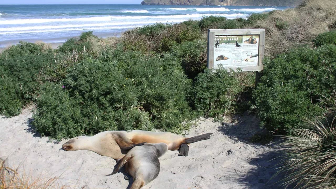 Sea lions on Allans Beach: Sea lions beside the signed beach access.