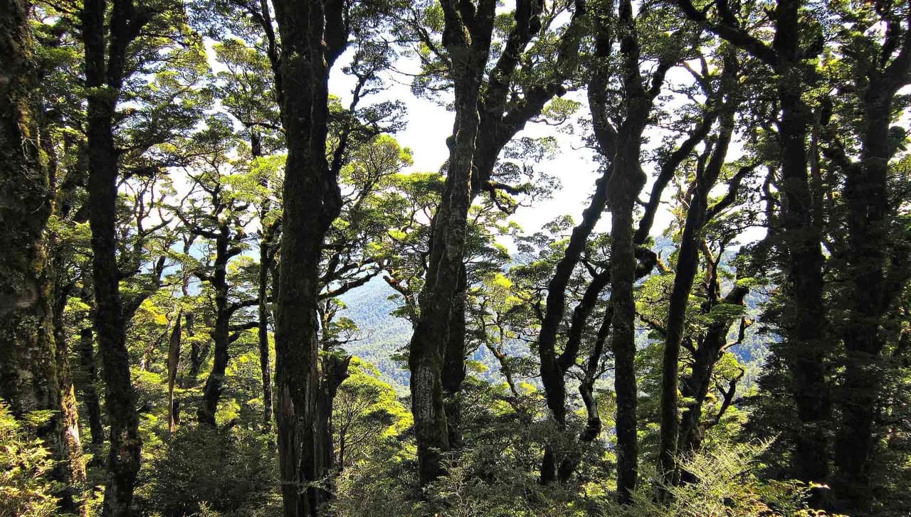 View of the ranges through the tall beech trees of the Kaimanawa Forest Park.: Beech forest and ranges in the wider park, exact route not identified.