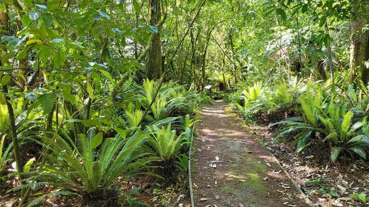 Rimu Walk in the Tongariro National Park: Forest path on Rimu Walk in Tongariro National Park.
