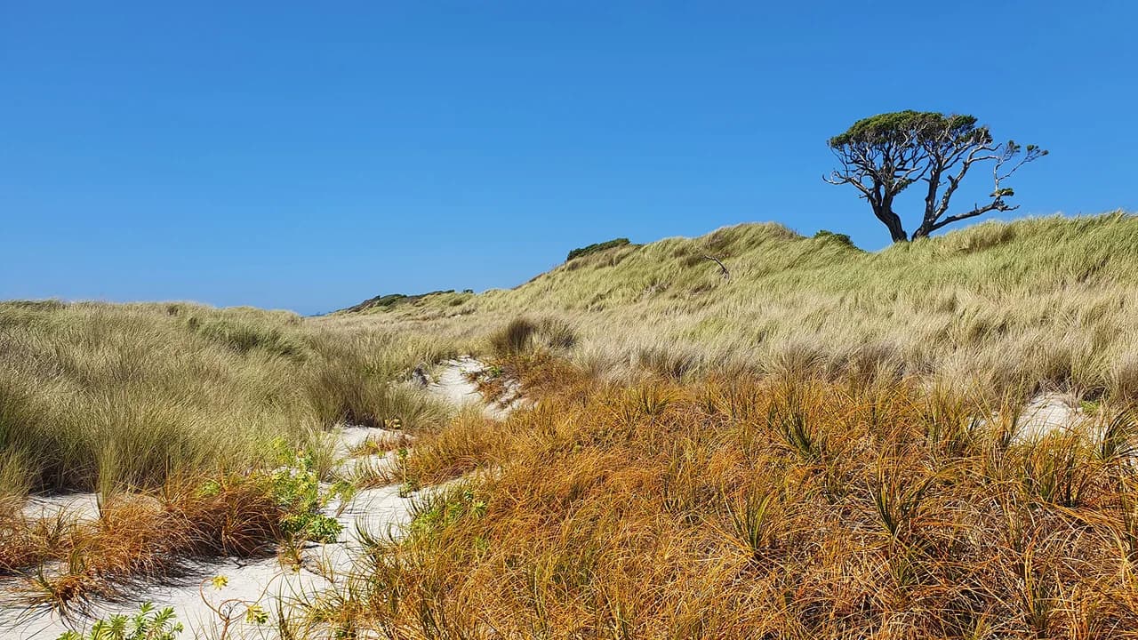 Grasses on the coast of Manauea (Ocean Mail) Scenic Reserve: Coastal dune vegetation in Manauae Ocean Mail Reserve.