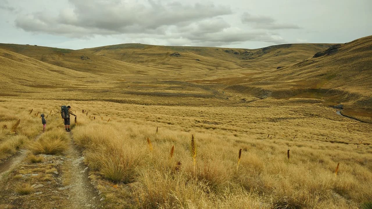 View of Nicholsons Track: Walkers on Nicholsons Track through tussock.