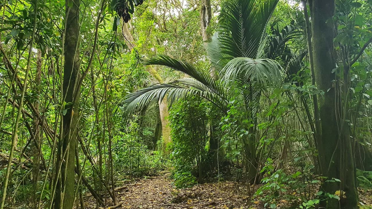 Nikau Bush: Nikau palms and native vegetation in Nikau Bush.