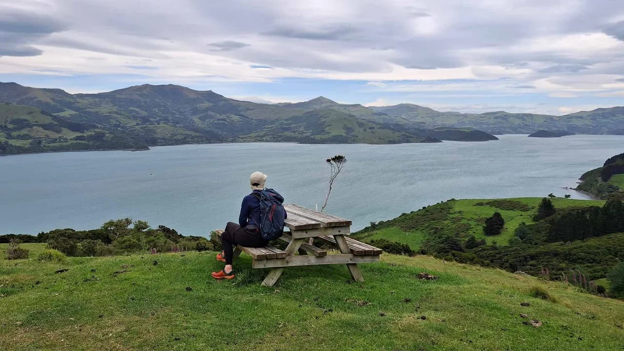 View from Nikau Palm Gully Scenic Reserve Walk: Picnic table and harbour panorama on the named reserve walk.