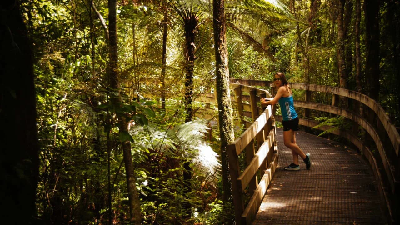 Nikau Loop Walk: Visitors on a timber boardwalk among nikau palms.