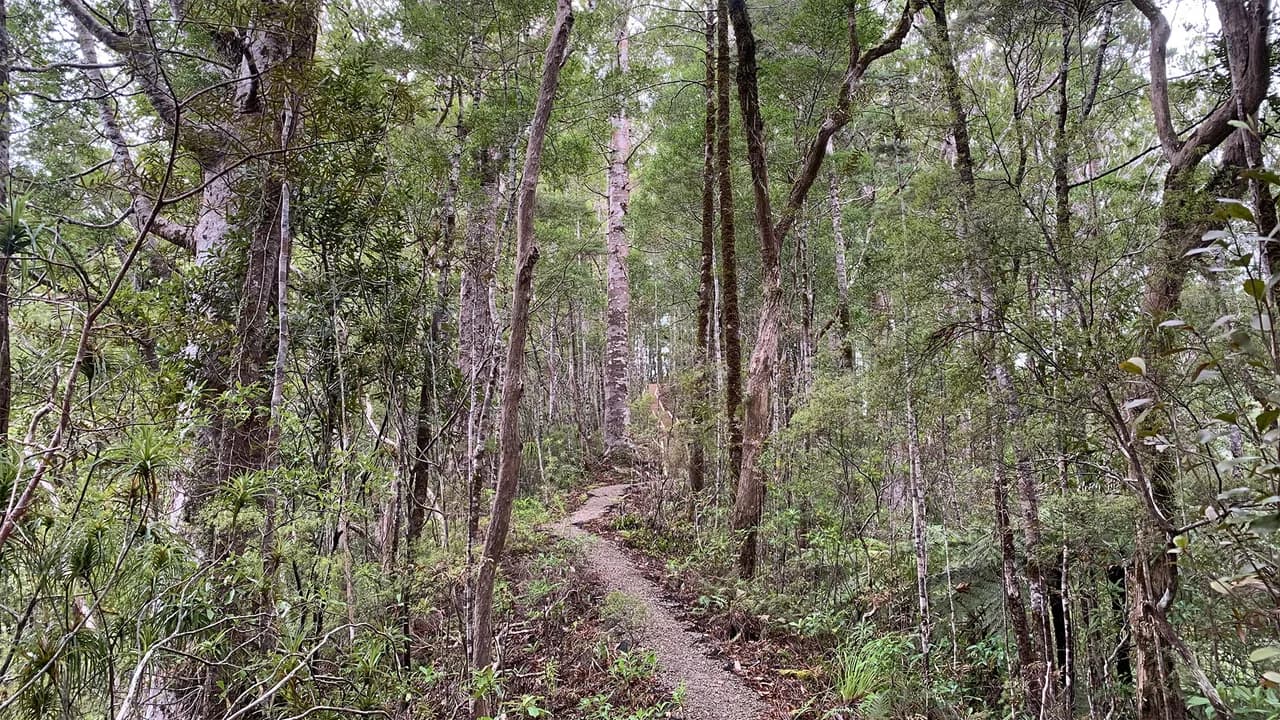 Pukatea Ridge track: Forest path on Pukatea Ridge.