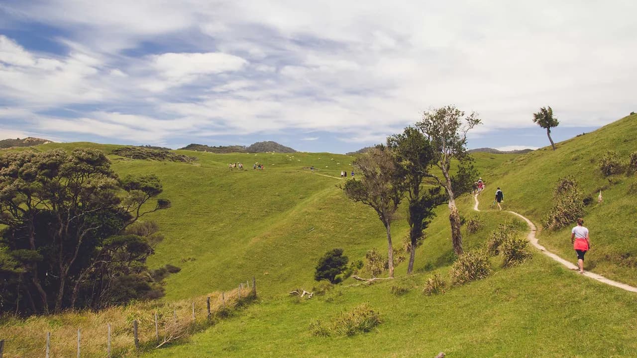Visitors on Pūponga Hilltop Walk: Visitors following the grassy Puponga hilltop path.