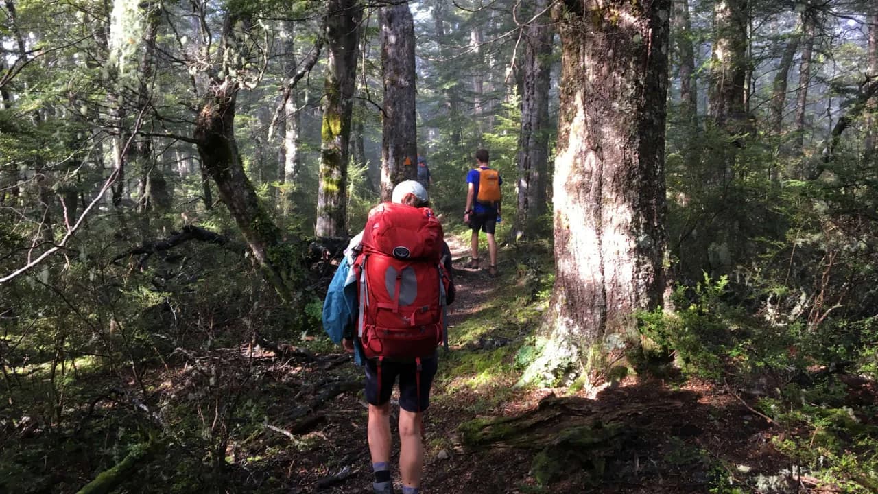 Ridge Track: Walkers on Ridge Track in forest.