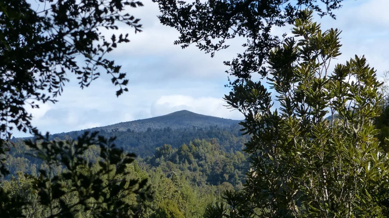 Mount Pureora seen from the lookout point at the top of the walk: Mount Pureora from the lookout at the top of the walk.