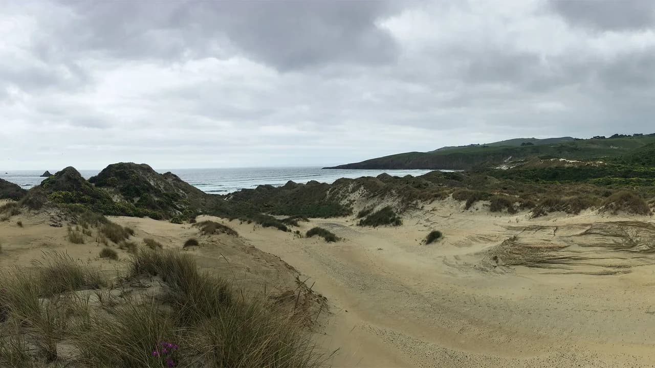 Sandymount to Sandfly Bay: Sand dunes on the route to Sandfly Bay.