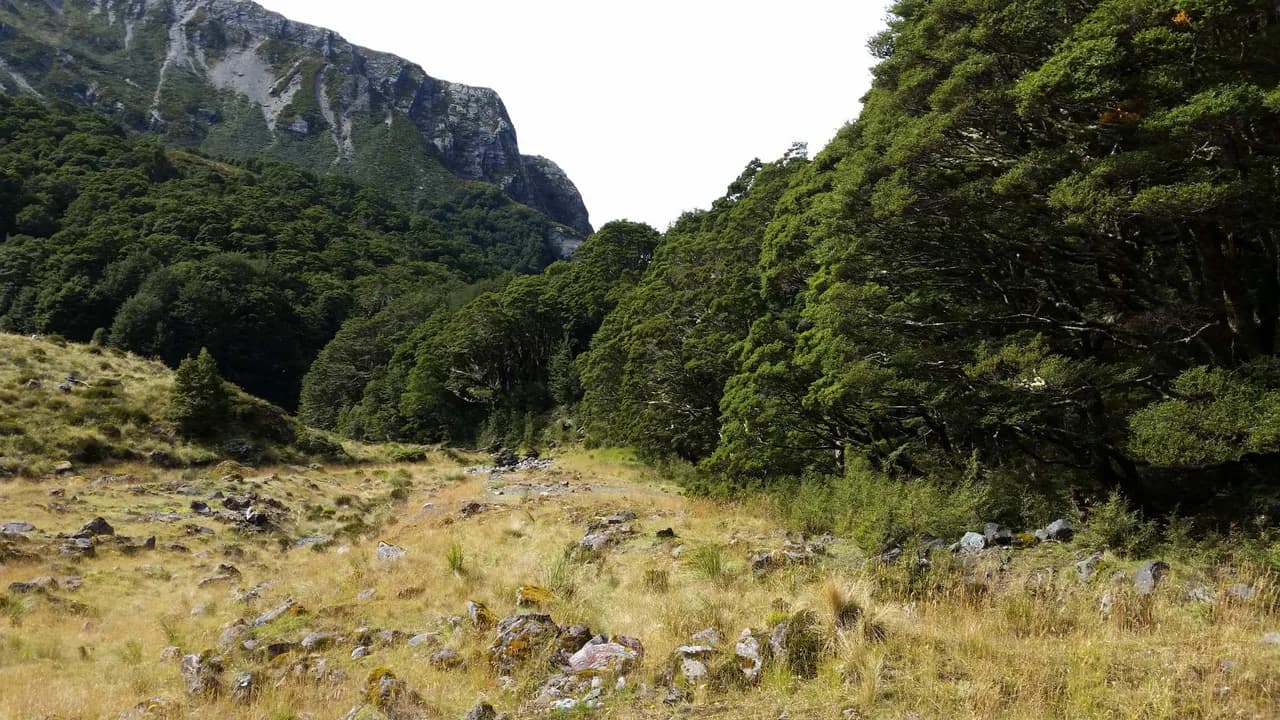 Scott Creek Track: Grassy valley and forest on Scott Creek Track.