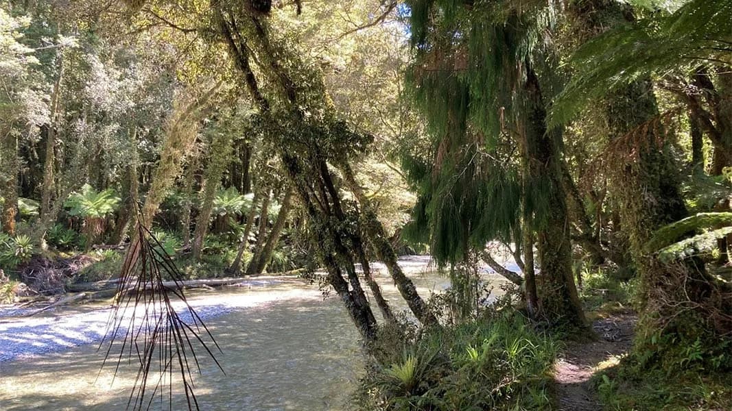 Smoothwater Bay Track: Riverside forest on Smoothwater Bay Track.