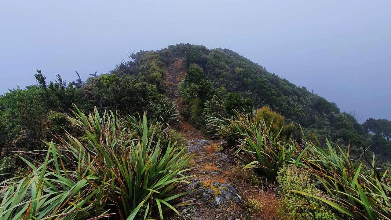 Ridgeline on the Stanfield Hut to Cattle Creek Hut Track: Ridgeline between Stanfield and Cattle Creek huts.