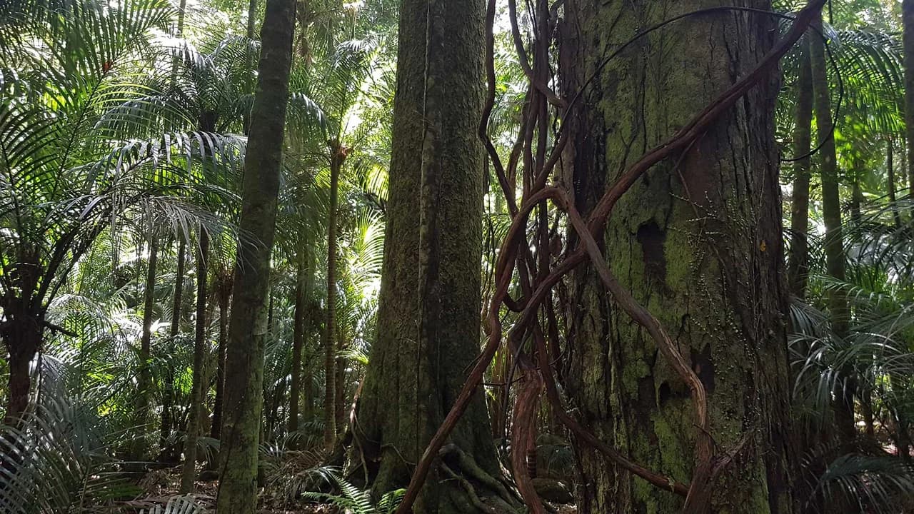 Kahikatea stand: Kahikatea trees in the reserve, precise Taraire Ridge section unconfirmed.