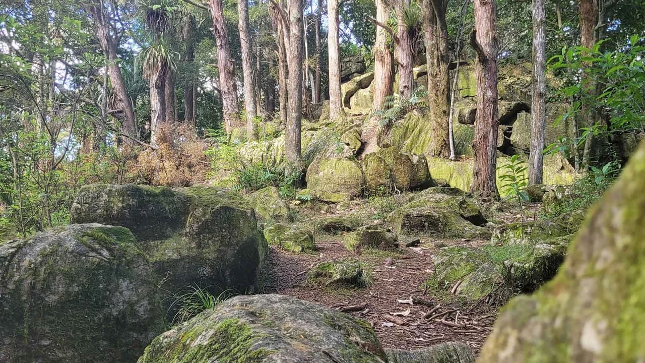 Waipū Caves Track: Forest path among limestone rocks on Waipu Caves Track.