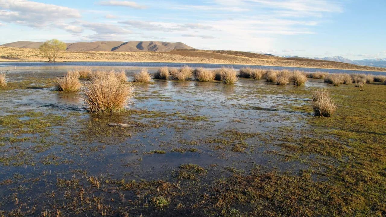 Wairepo Kettleholes Conservation Area: Wetland and tussock in Wairepo Kettleholes Conservation Area.