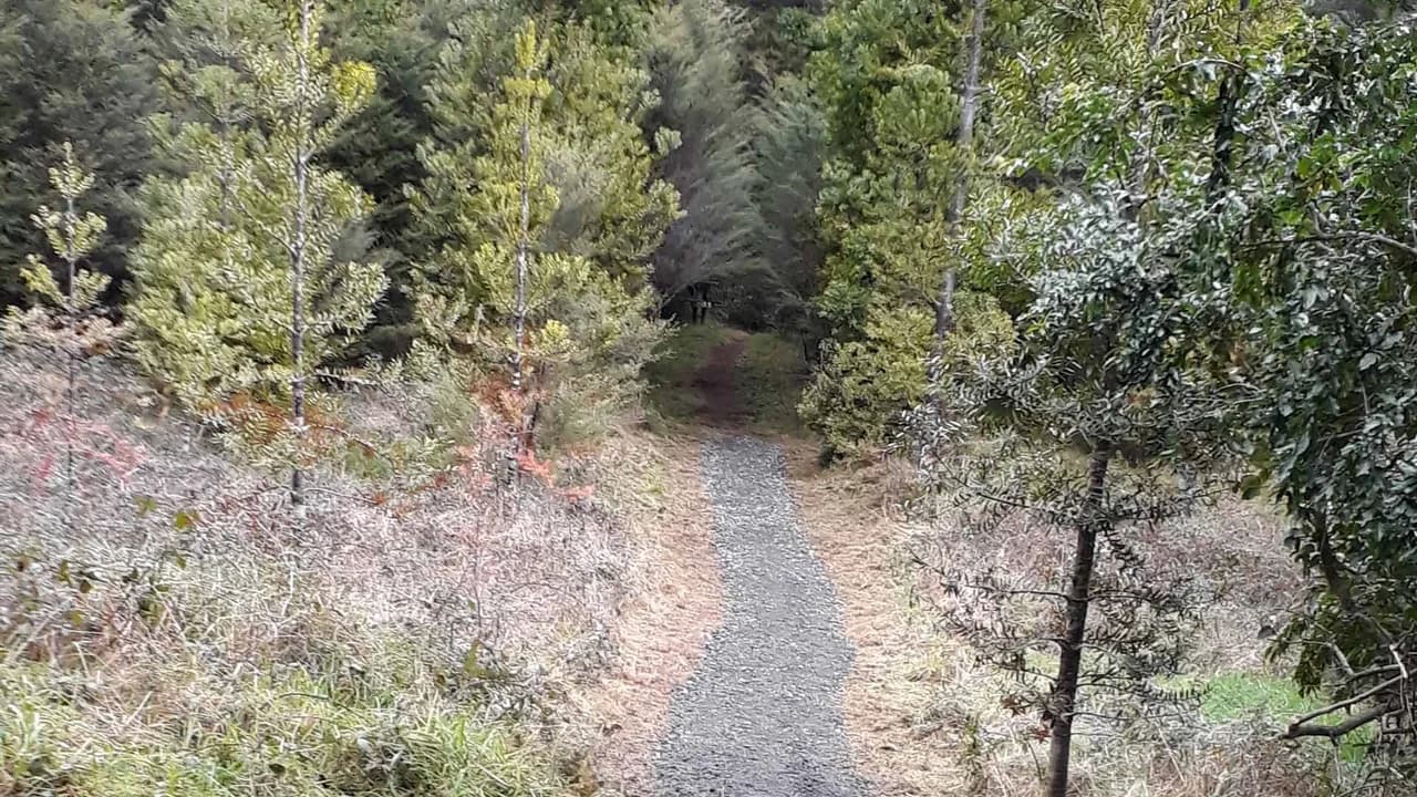 Waitaia Track: Gravel path on Waitaia Track.
