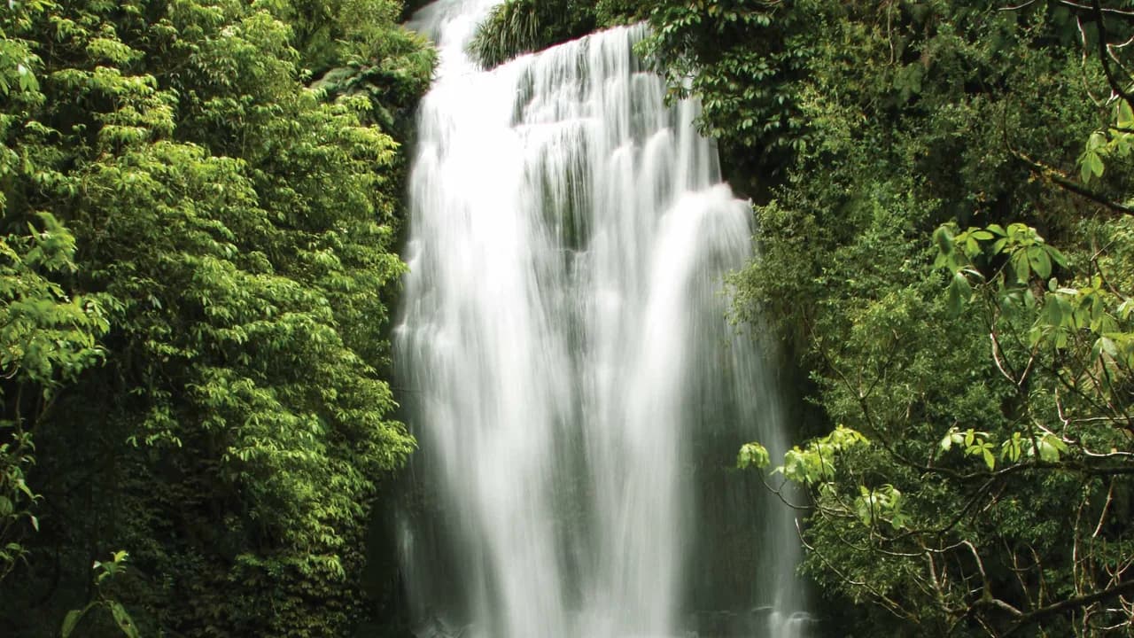 Waitangaru Falls: Waitanguru Falls amid dense forest.