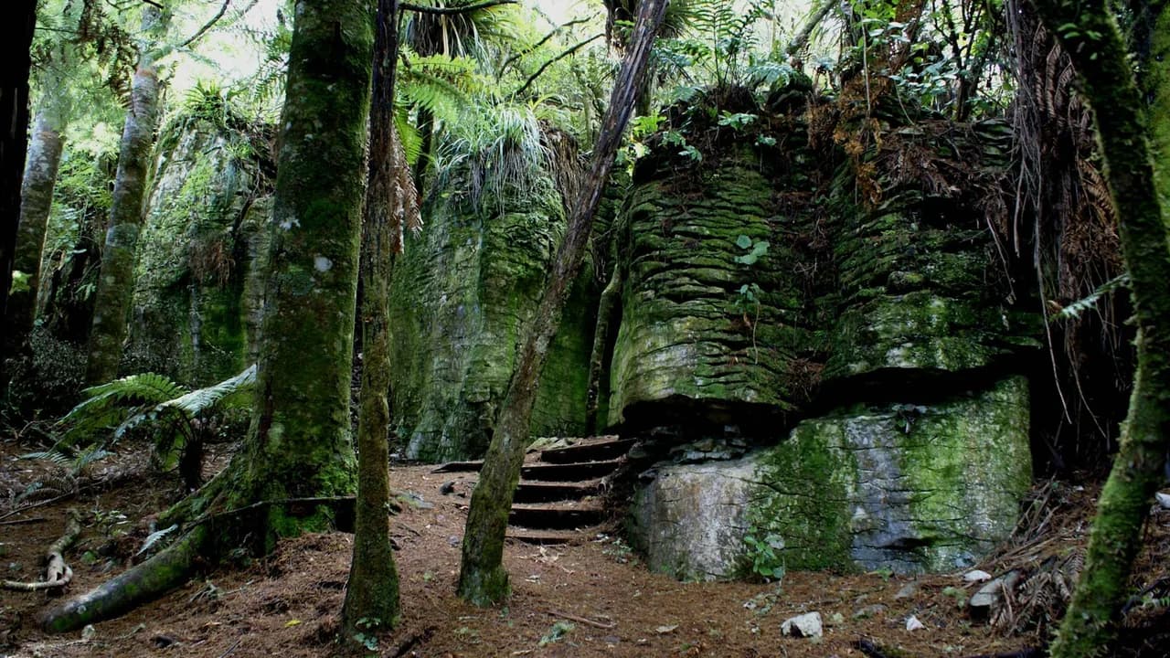 Waitomo Walkway: Forest steps and limestone on Waitomo Walkway.