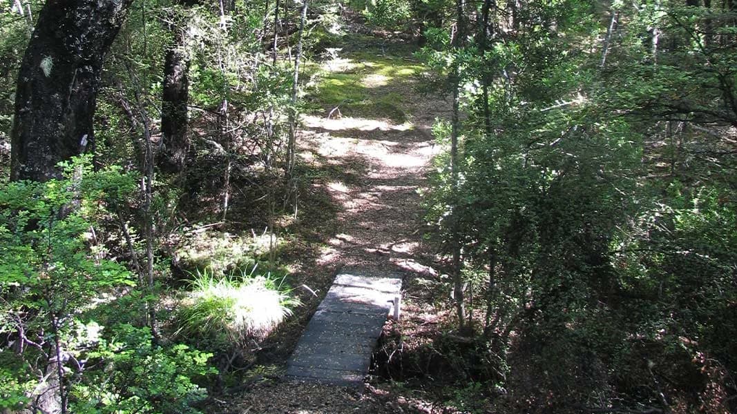 Water Intake Track: Small timber bridge on Water Intake Track.
