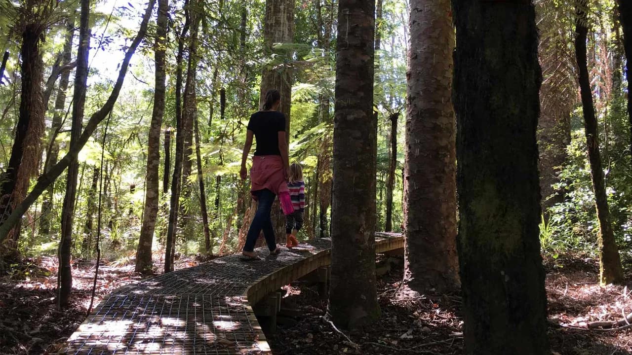 Whenuakite Kauri Loop Walk: Walkers among kauri on Whenuakite Kauri Loop.